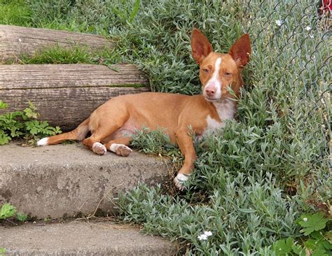 cachorros de podenco andaluz|More.